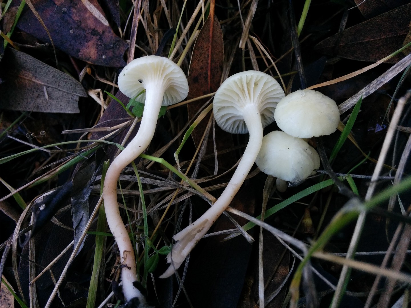 Cedarwood waxcap