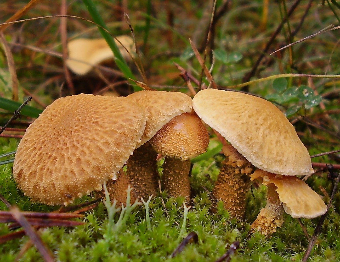 Okergele korrelhoed (Cystoderma amianthinum) - Picture Mushroom, image size:1300x1000