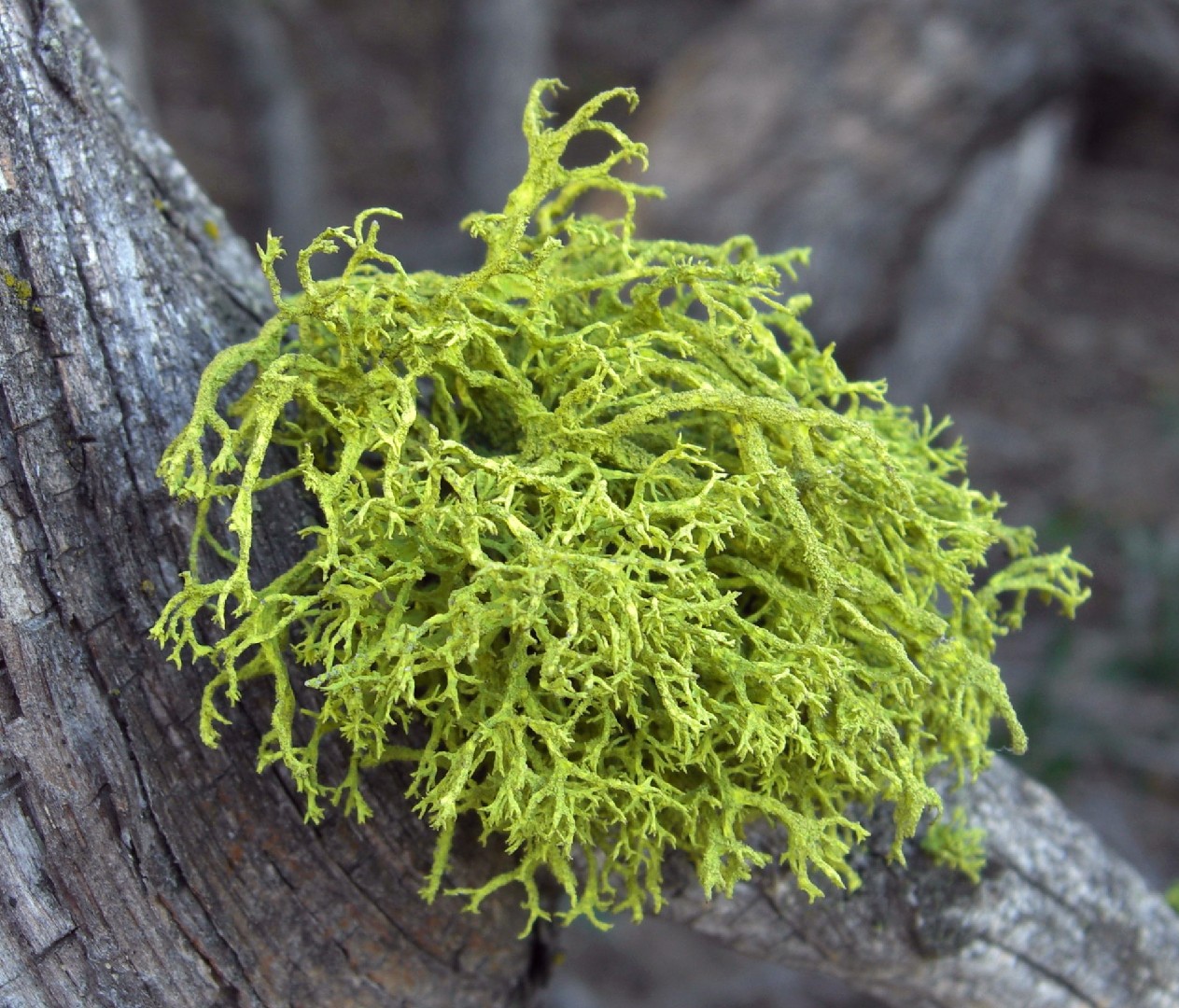 Wolf lichen