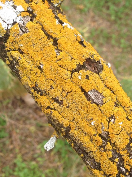 Lemon lichen (Candelaria)