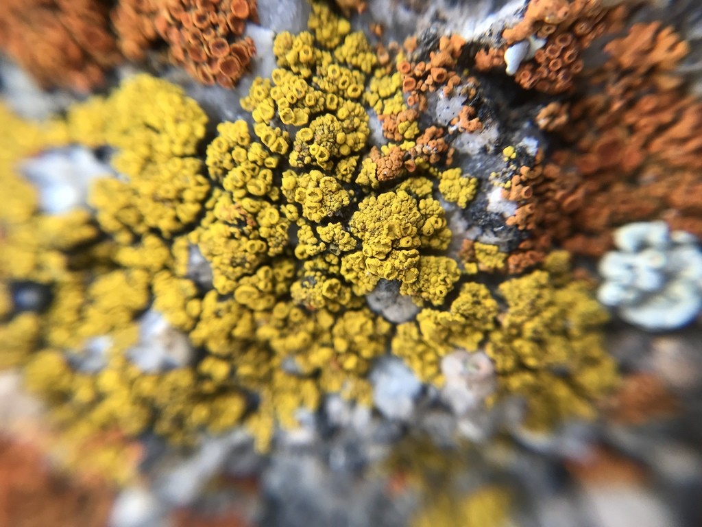 Eggyolk lichens (Candelariella)
