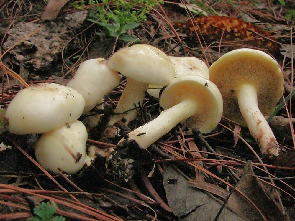평원비단그물버섯 (Suillus placidus)