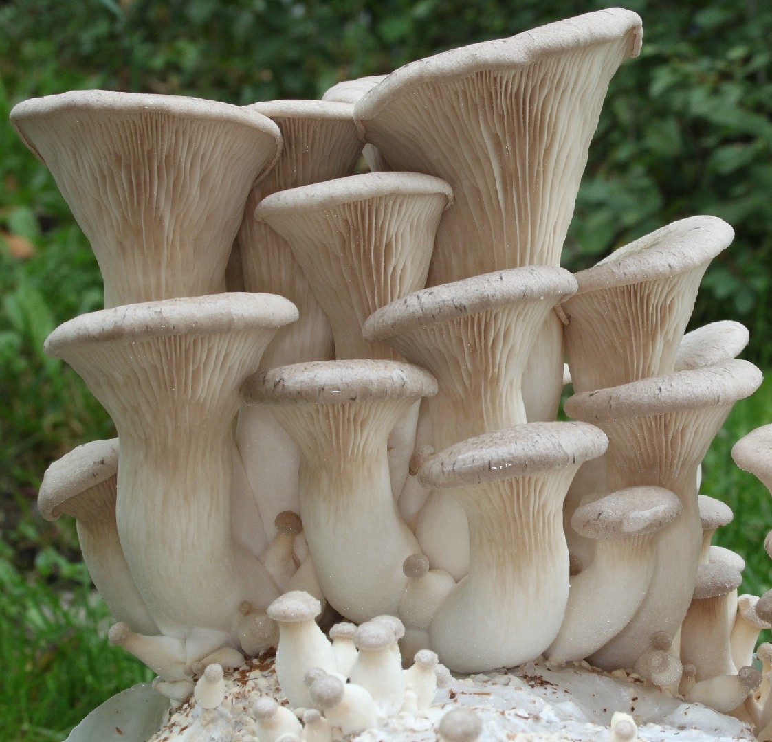 エリンギ (Pleurotus eryngii) - Picture Mushroom