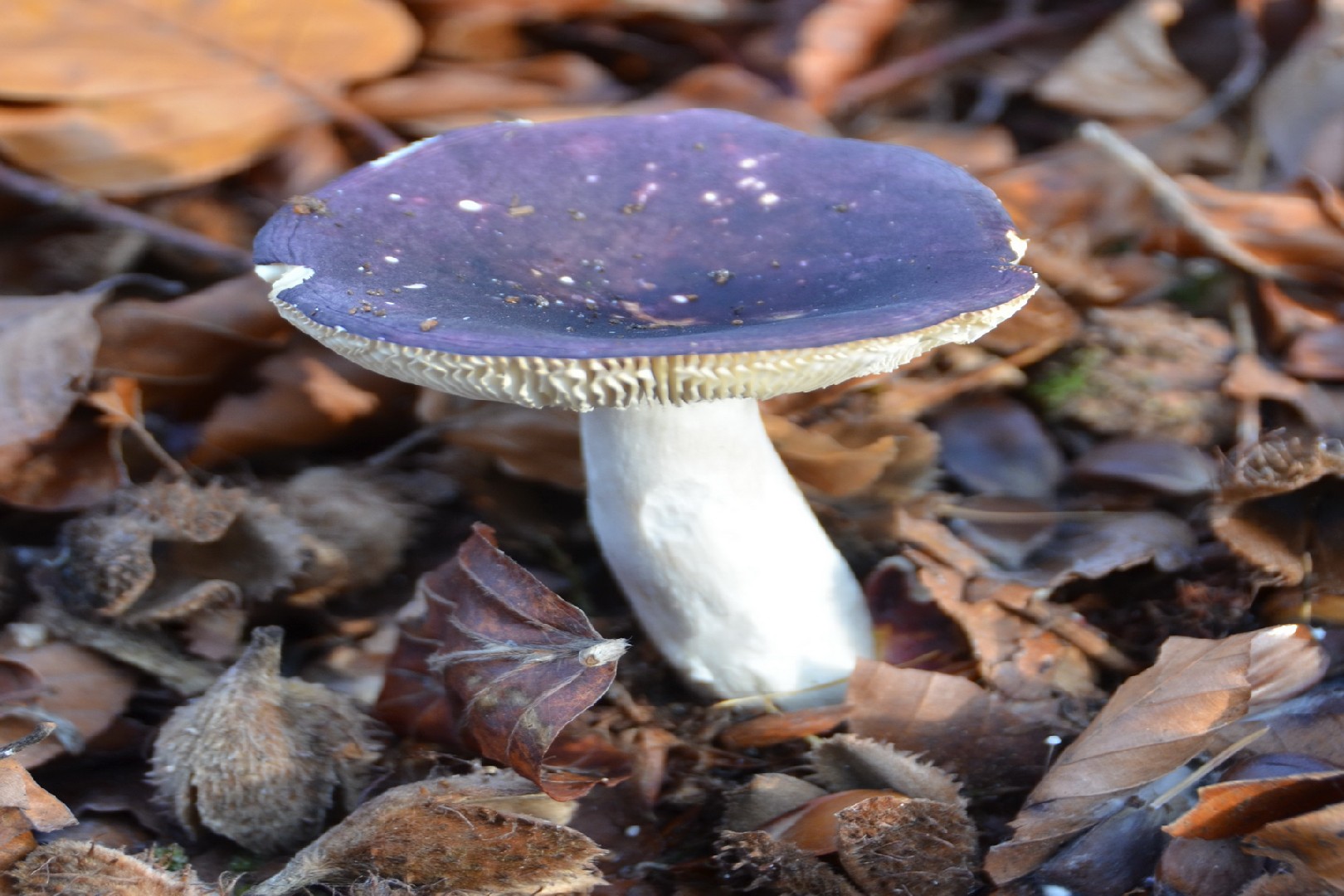 Jodoformtäubling (Russula turci) - Picture Mushroom
