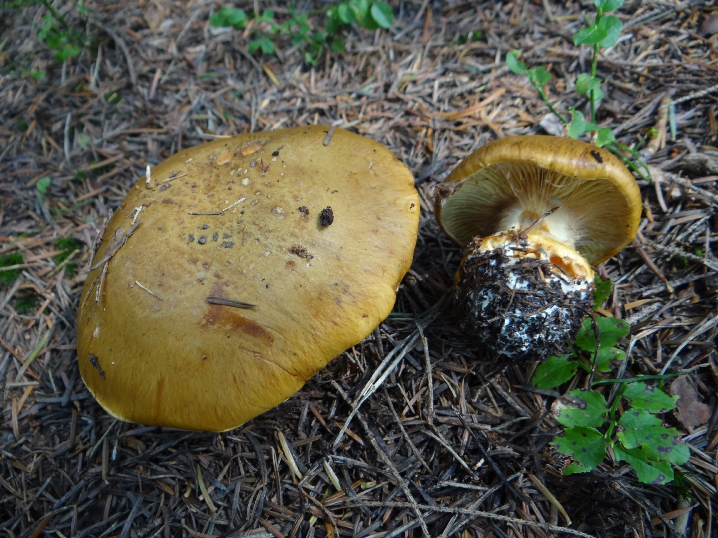 Cortinarius elegantior (Cortinarius elegantior)