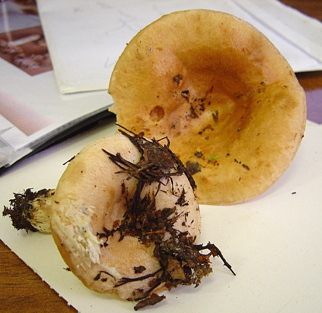 Lactarius musteus