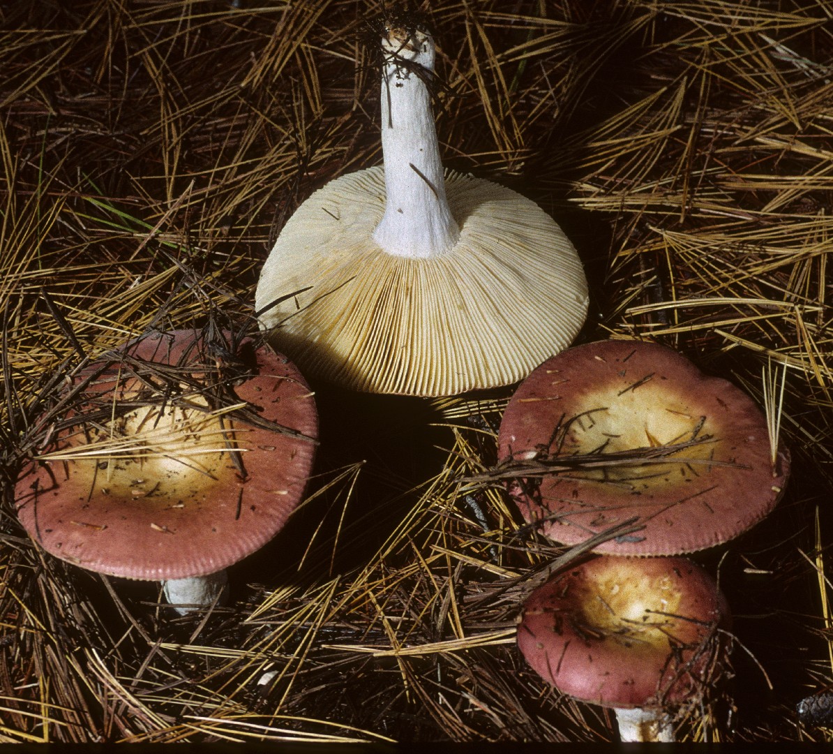 Russula vinosa