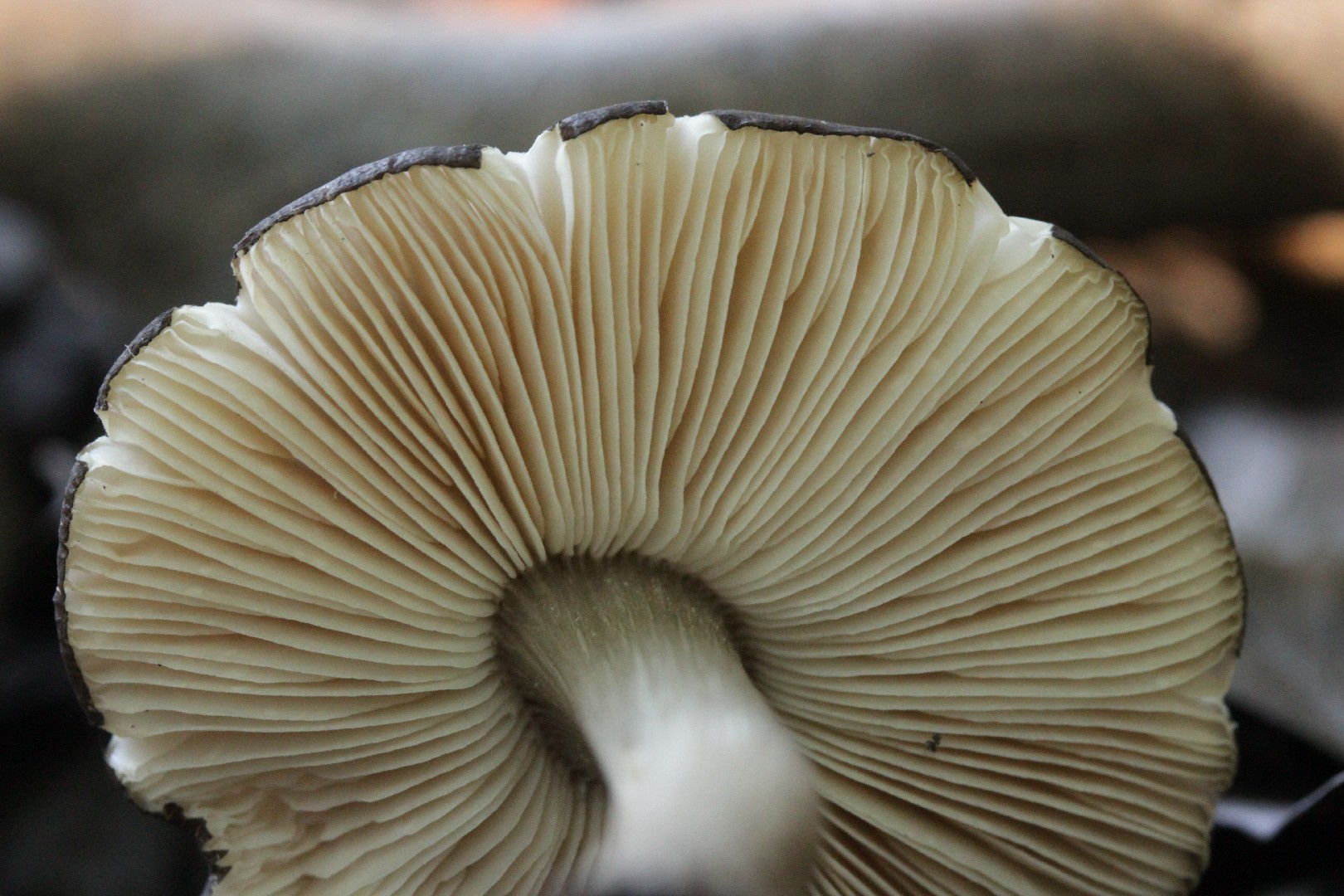 Plutée à pied ponctué