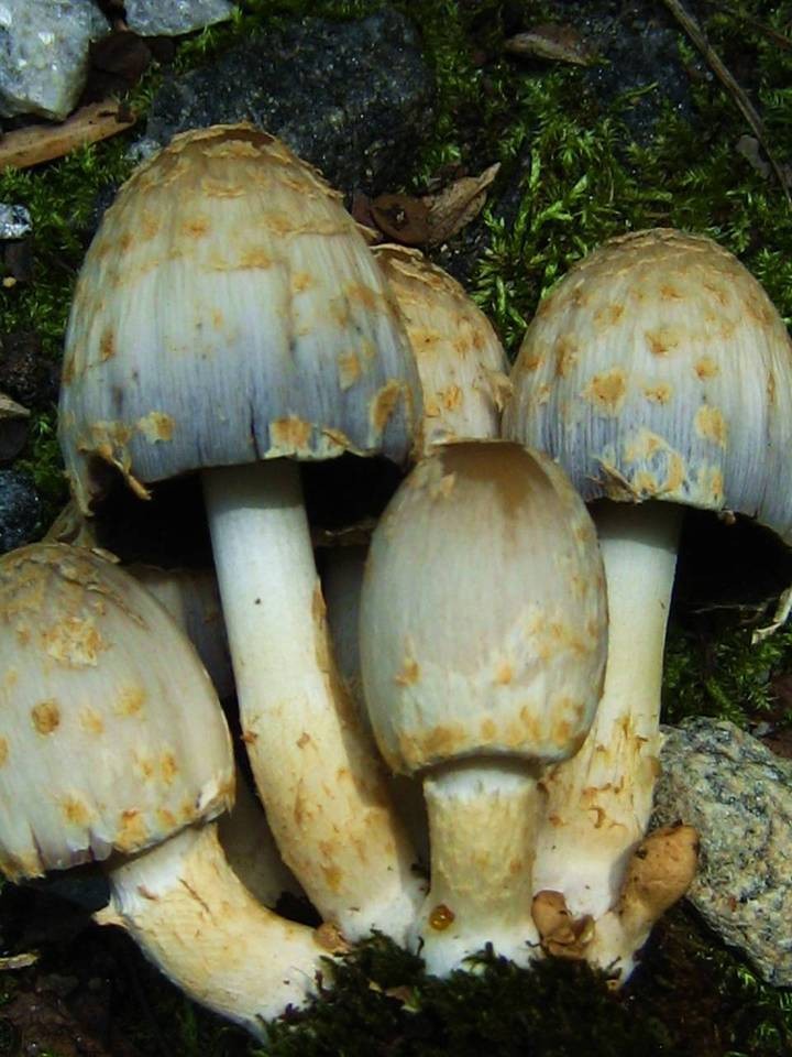 Scaly ink cap (Coprinopsis variegata) - Picture Mushroom