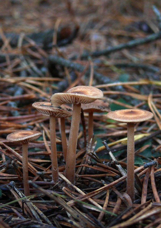 Zimtrötlicher rübling (Gymnopus putillus) Picture Mushroom