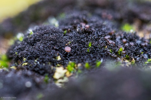 Polychidium lichen (Polychidium)