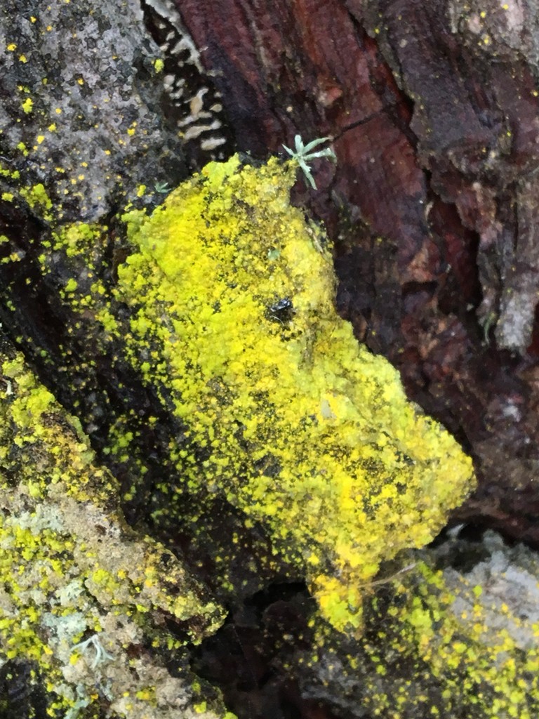 Gold dust lichens (Chrysothrix)