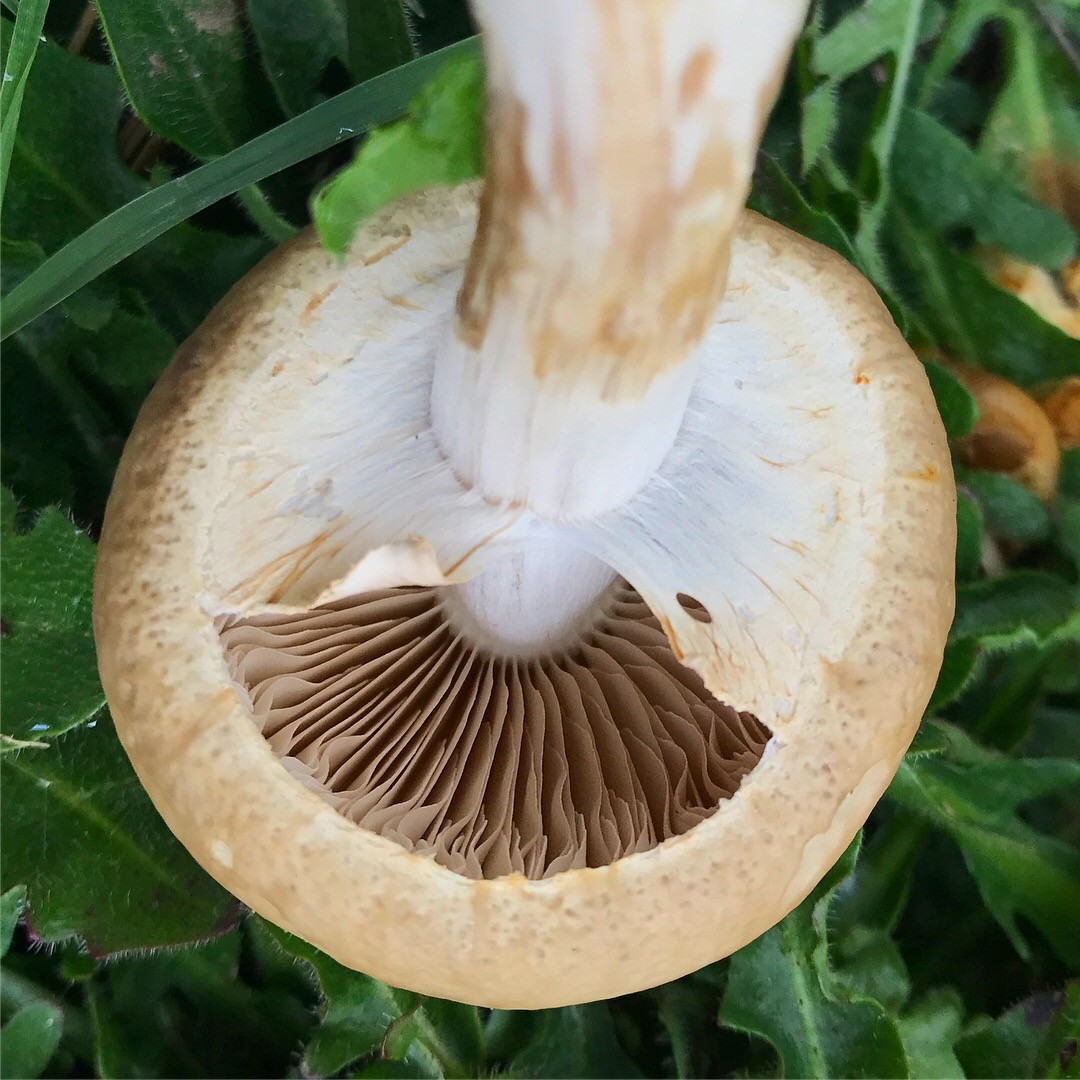 Rissiger Ackerling (Agrocybe dura)