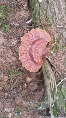 ツガノマンネンタケ (Ganoderma tsugae) - Picture Mushroom