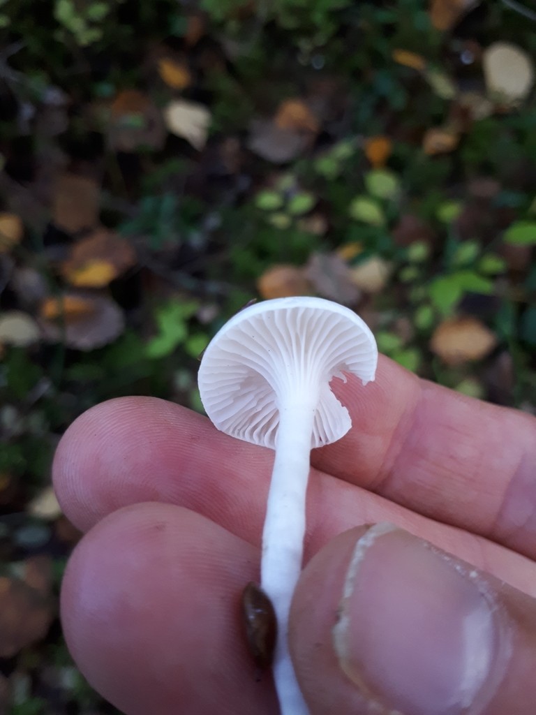 Hygrophore des épicéas