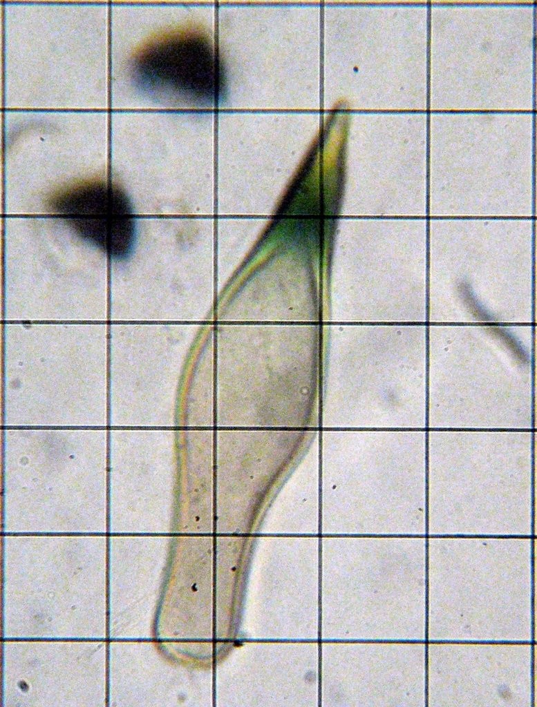 Panaeolus cambodginiensis