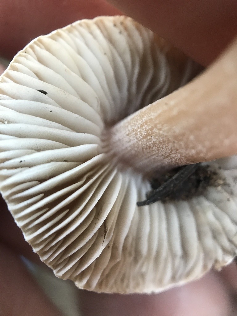 Fiber caps (Inocybe)