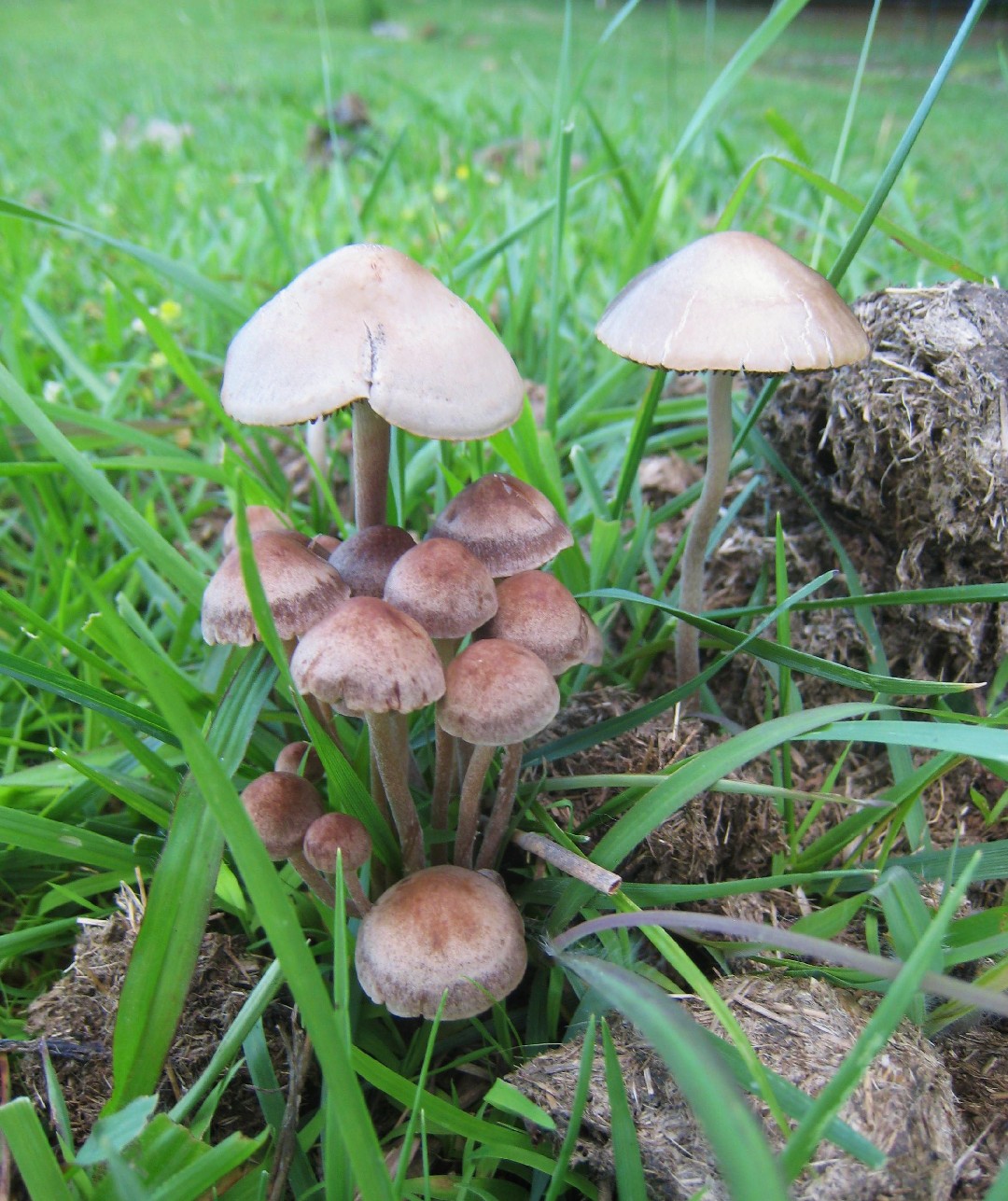 Little brown mushroom (Panaeolus fimicola)