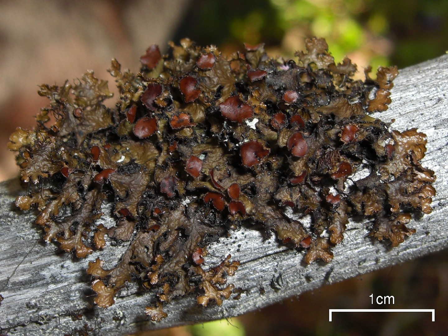 Tuckermannopsis lichen (Tuckermannopsis)