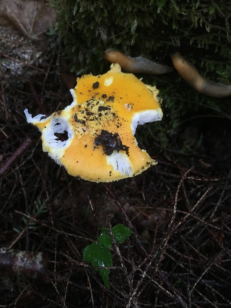 Amanita mushrooms (Amanita)