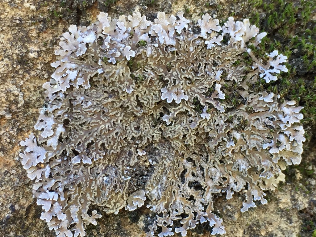 Frosted lichen