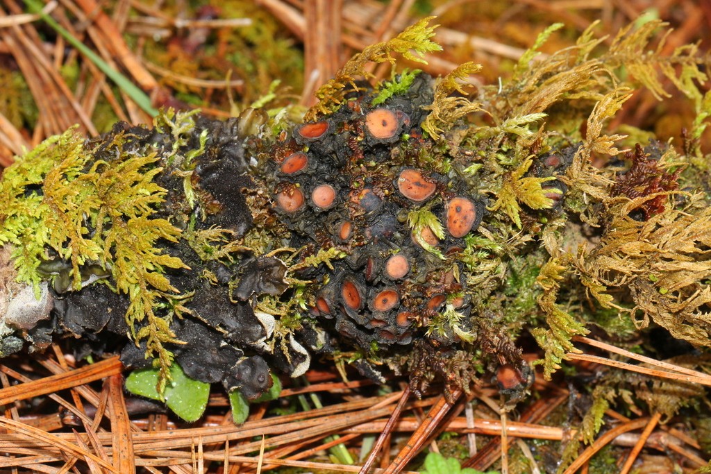 Skin lichen (Leptogium phyllocarpum)