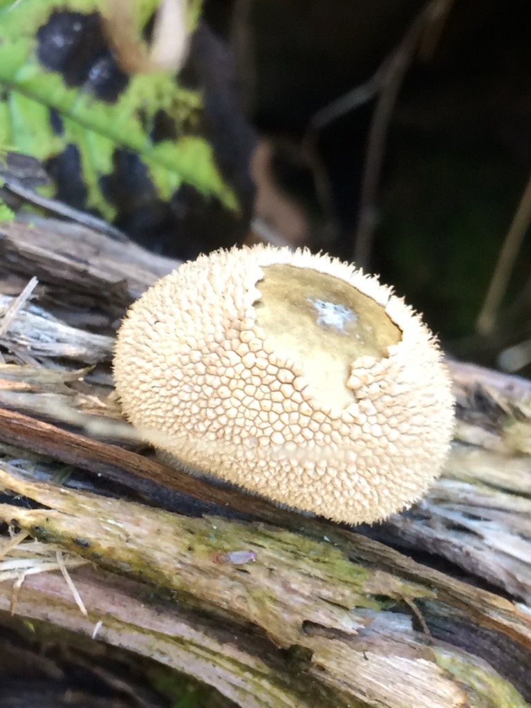 Peeling puffball