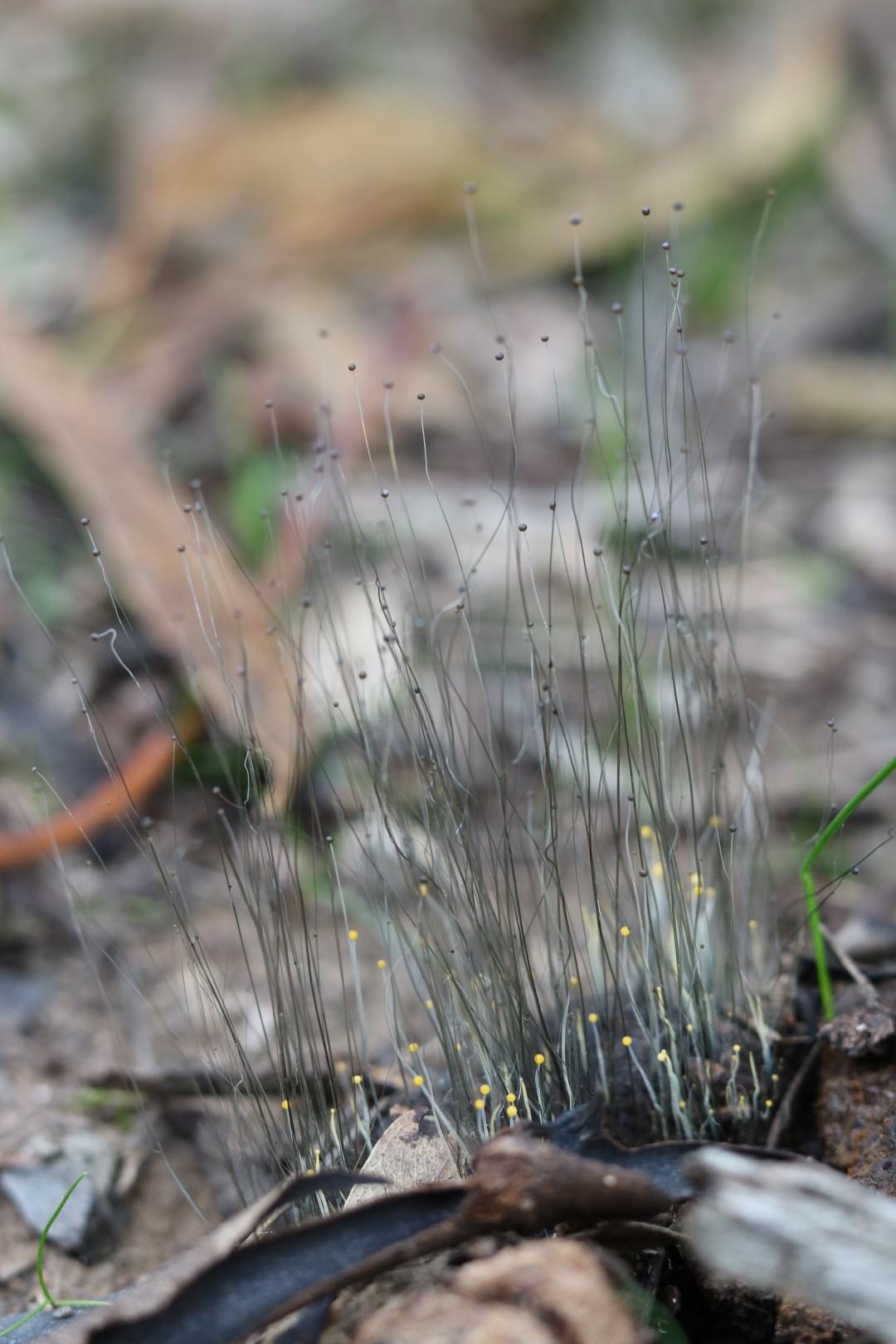 Phycomyces (Phycomyces)