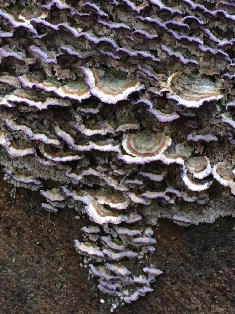 ワイルド　　コンゴ産　ポリプ　カミハタブリード Brown purplepore bracket (Trichaptum fuscoviolaceum) - Picture