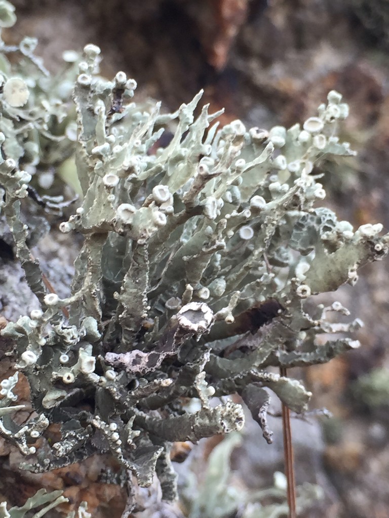 Sea fog lichens (Niebla)