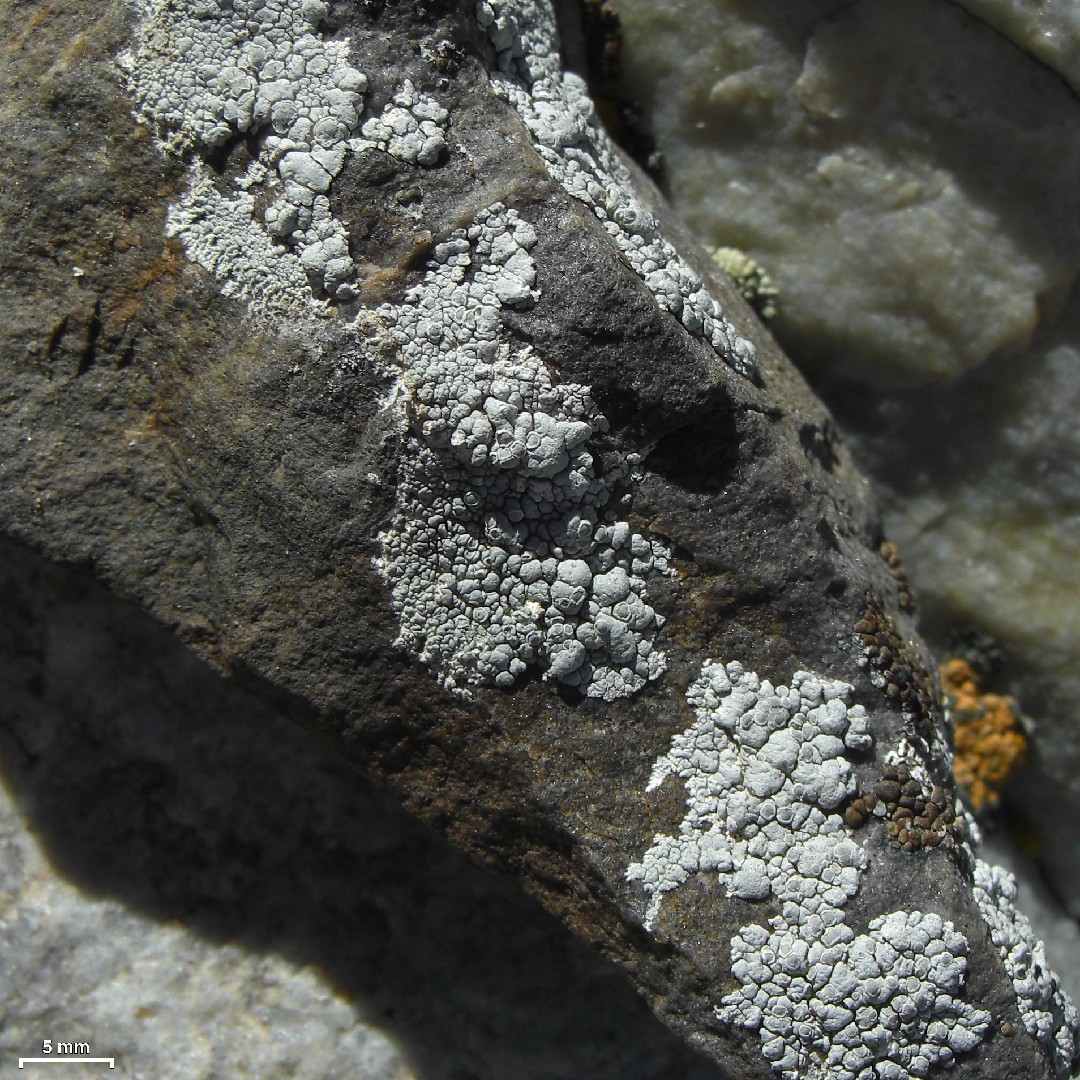 Lecanora rupicola