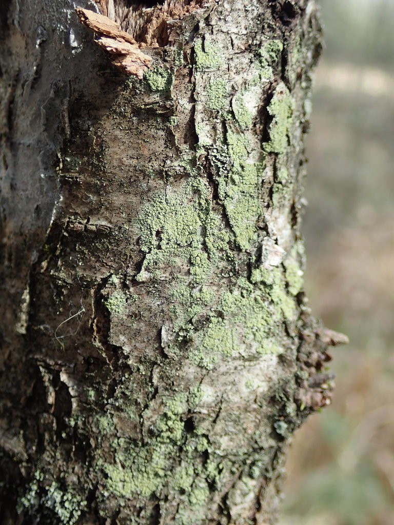 Ropalospora (Ropalospora)