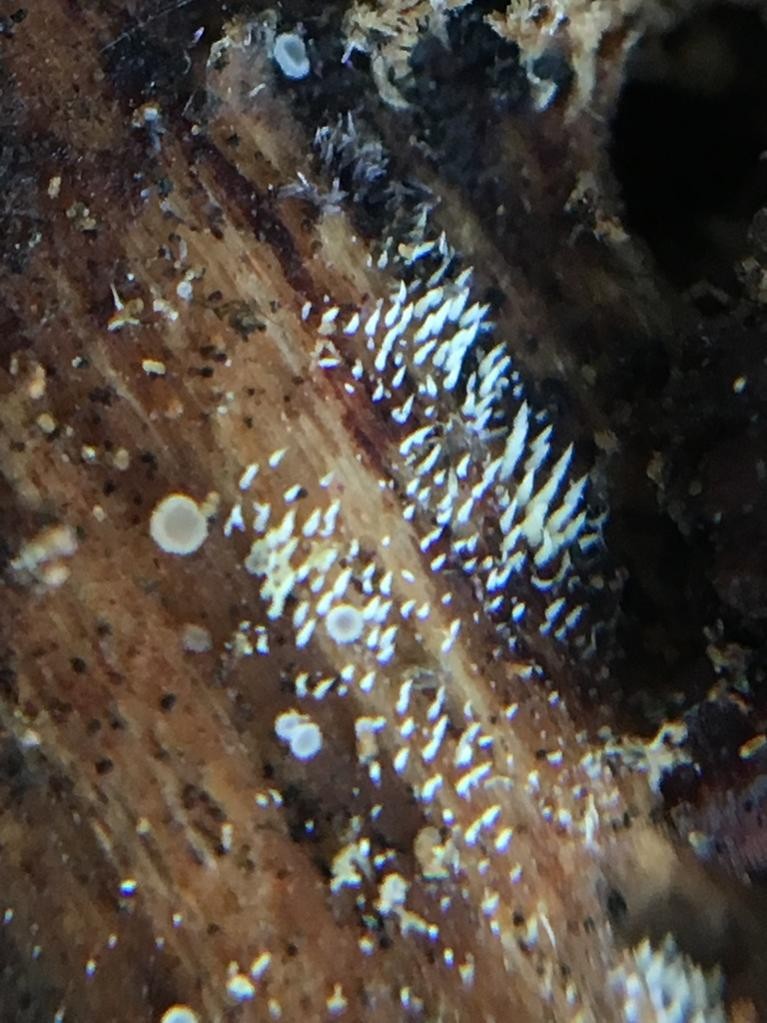 Swarming spine (Mucronella calva)