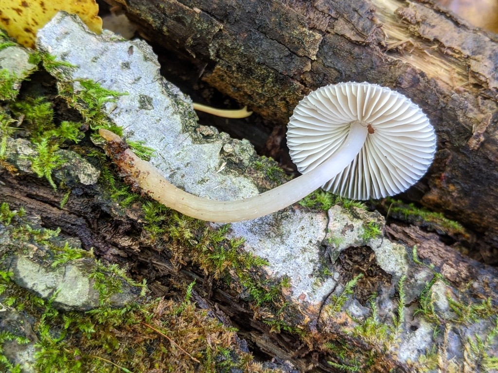 センボンアシナガタケ (Mycena inclinata) - Picture Mushroom