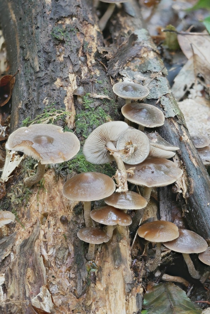 Agrocybe firma (Agrocybe firma)