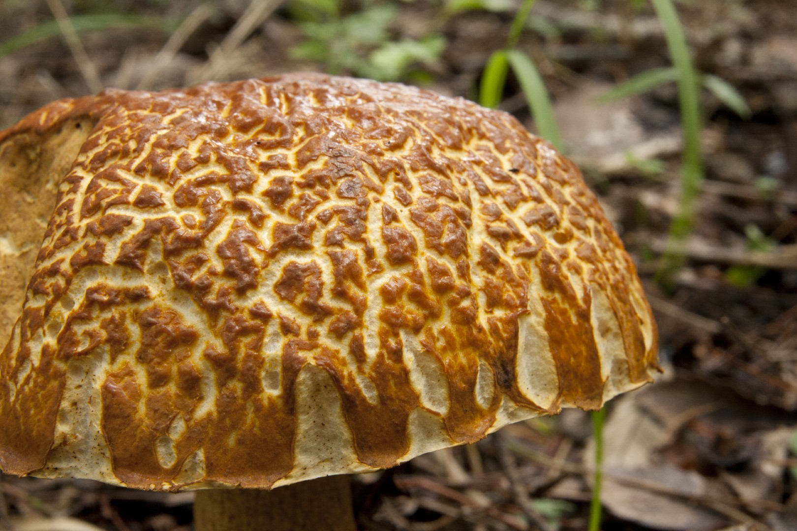 アカヤマドリ（赤山鳥） (Rugiboletus extremiorientalis) - Picture