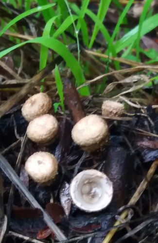 Dung-Teuerling (Cyathus stercoreus) - Picture Mushroom