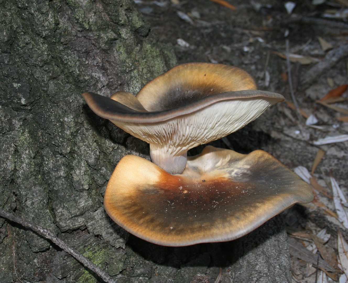 Ghost fungus (Omphalotus nidiformis)
