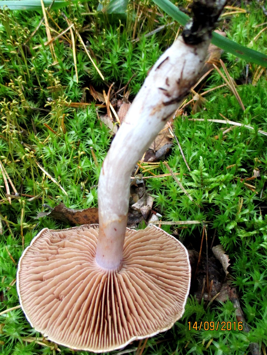 Cortinarius biformis