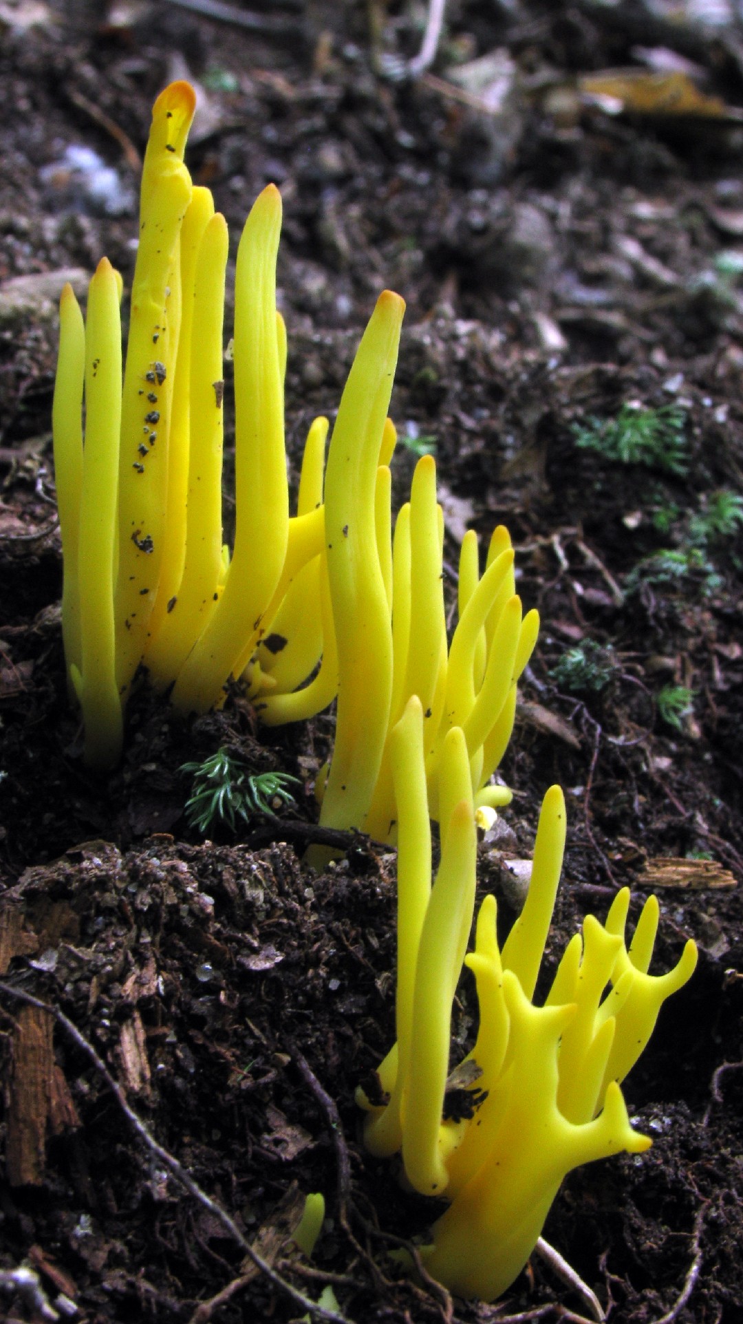 Рогатик веретеновидный (Clavulinopsis fusiformis) - Picture Mushroom