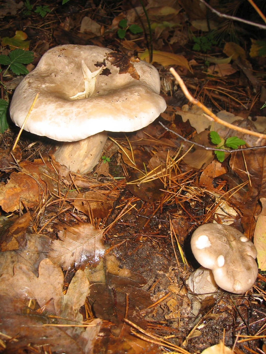 オオイチョウタケ（大銀杏茸） (Leucopaxillus giganteus) - Picture