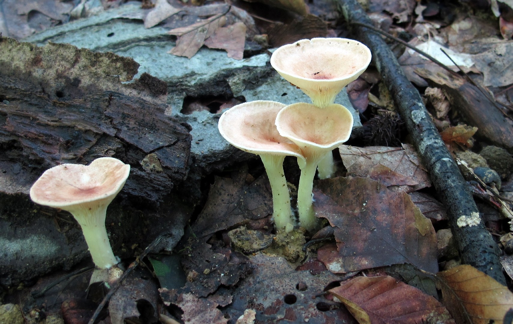 Common funnel (Clitocybe gibba)