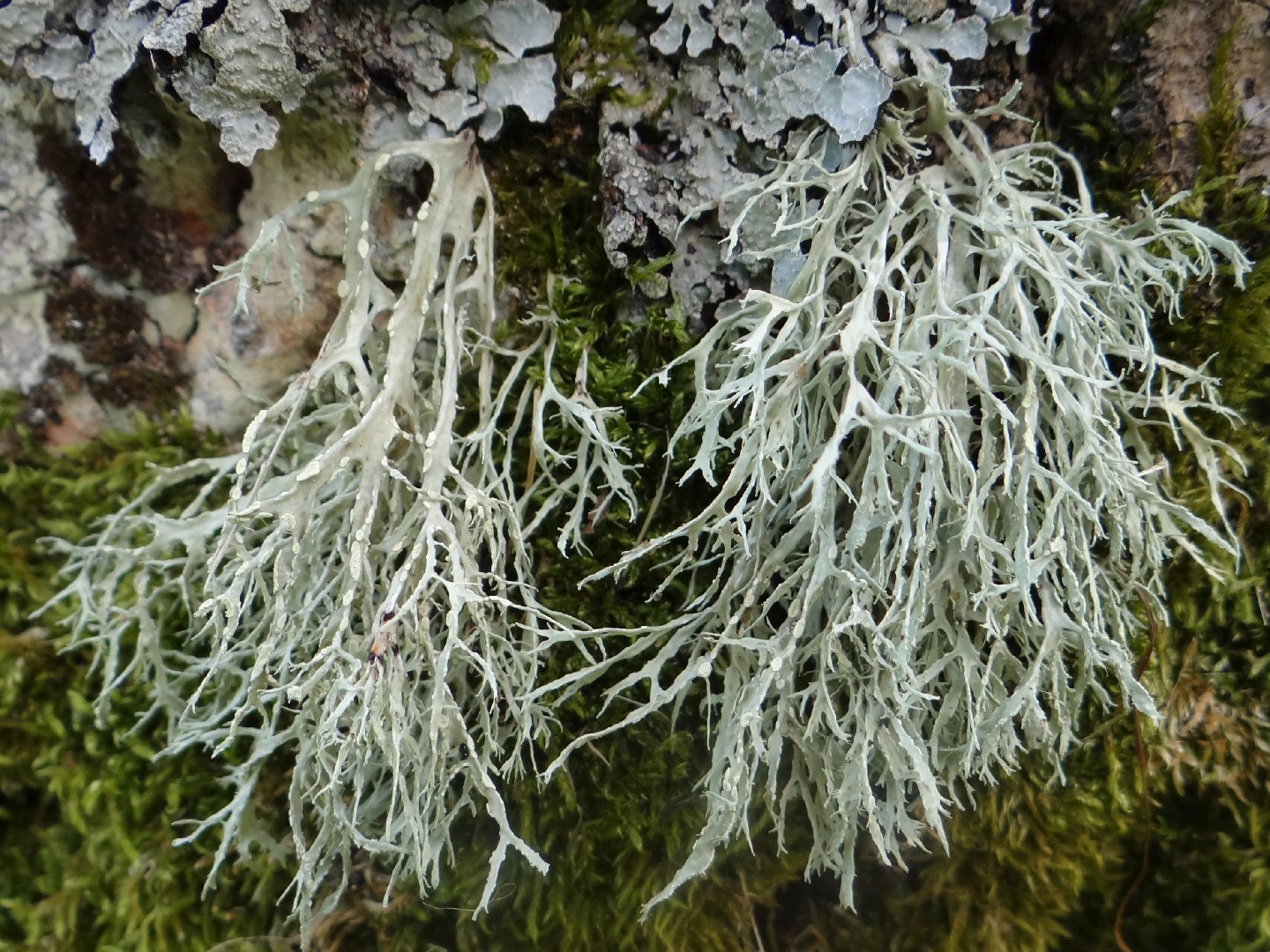 Farinose cartilage lichen (Ramalina farinacea)
