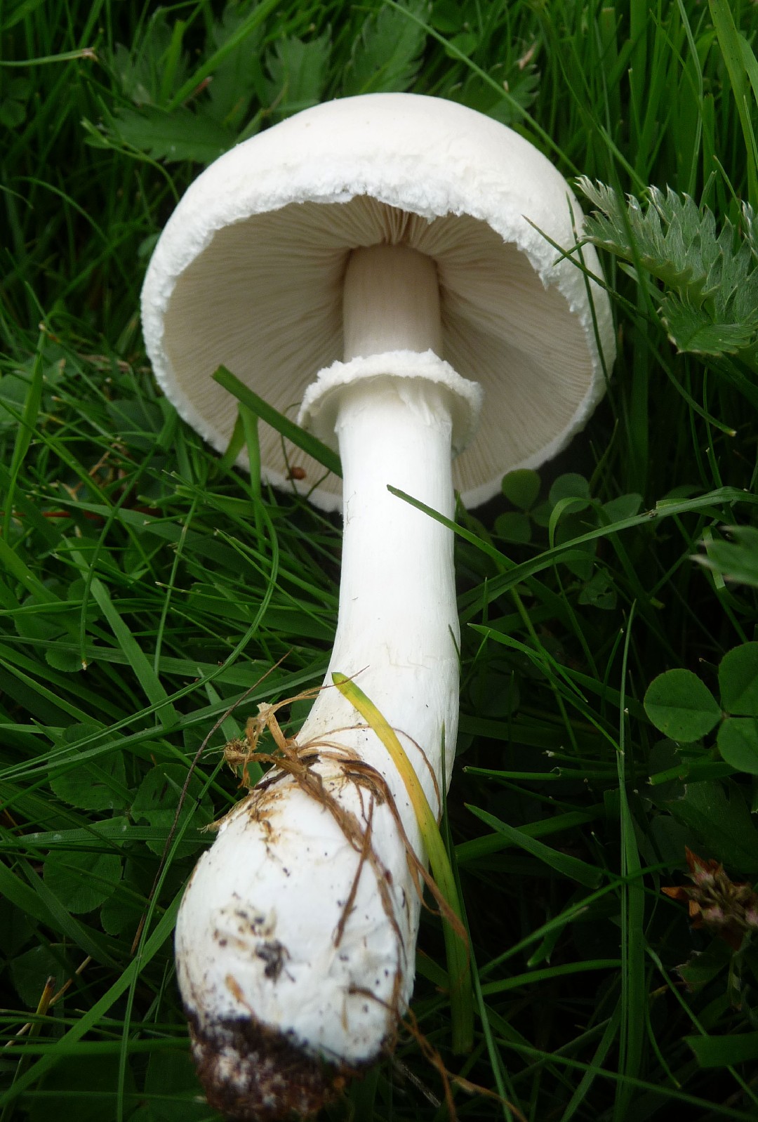 L'amanite vireuse : un champignon MORTEL ! ⚠️ Ce champignon fait partie des  espèces les plus dangereuses de nos forêts. 👉 On le reconnaît notamment  grâce à sa volve en sac, son, image size:1080x1598