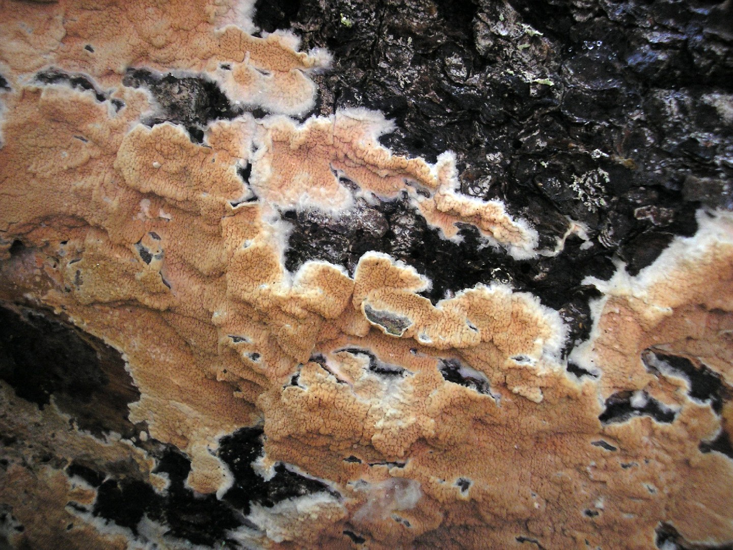 Ceraceomyces (Ceraceomyces)