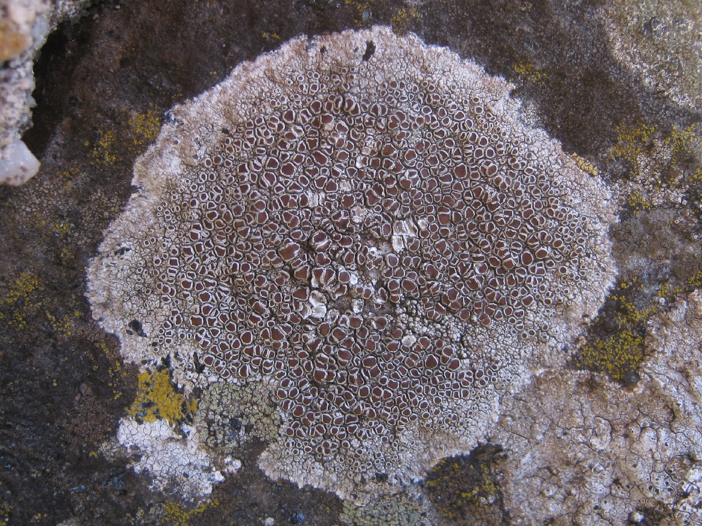 Rim lichen