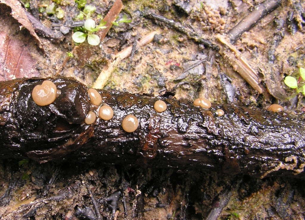 Adelphella (Adelphella)