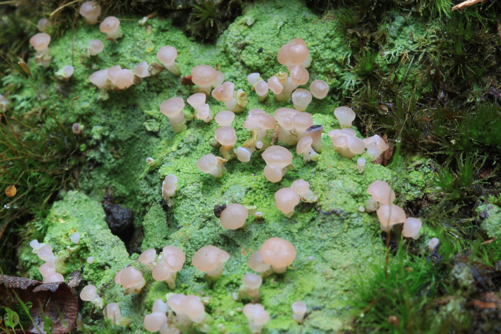 Cap lichens (Baeomyces)