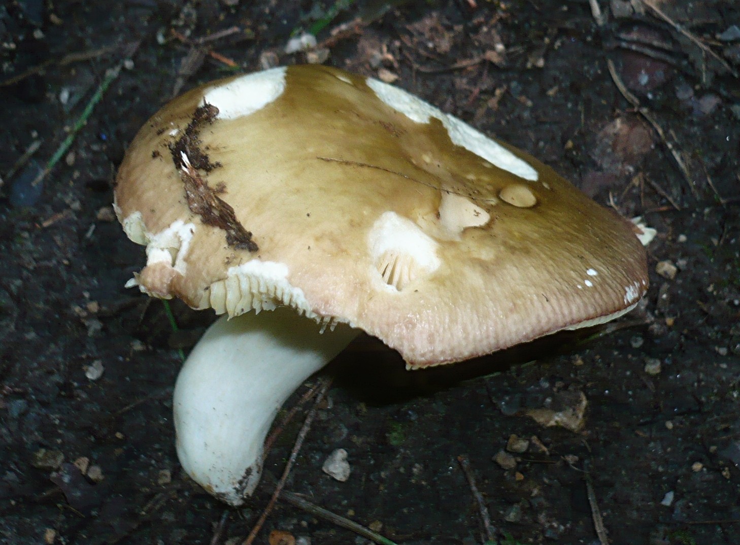 Russula carpini