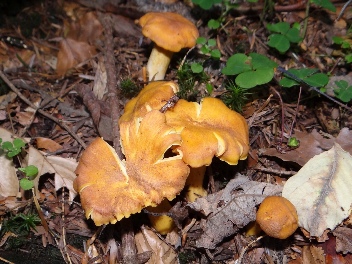 Aprikosen-Pfifferling (Cantharellus friesii) - Picture Mushroom